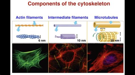 Animal and Plant Cell Cytoskeleton _Dixit, 2020 - YouTube