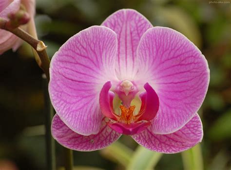 عکس گل ارکیده ارغوانی orchid image