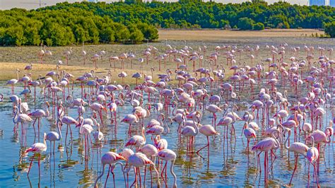 Ras Al Khor Wildlife Sanctuary | A Treat to The Birdwatchers