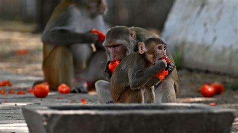 India’s Preparations for G20 Summit Must Also Account for Monkeys - The ...