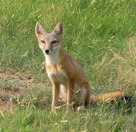 Reintroduced foxes don’t take completely to badlands | THE WILDLIFE SOCIETY