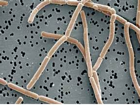 Lactobacillus - microbewiki