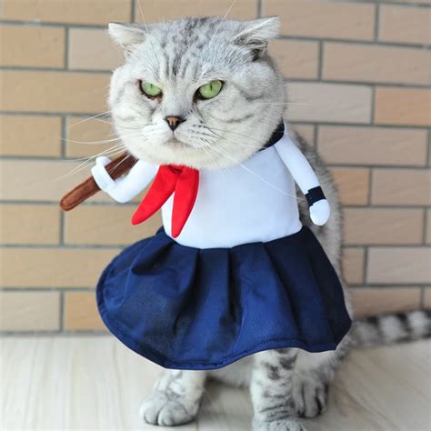 New 30+ Funny Pictures Of Cats In School