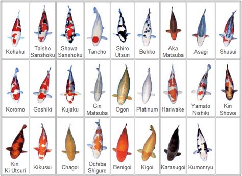 Types of Koi Varieties – koifishindia Nishikigoi