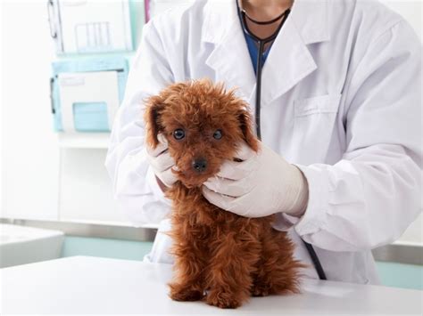 Best Veterinary Hospital in Des Plaines, IL - Northwest Animal Hospital