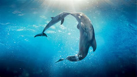 Live animal dolphin wallpapers free download for pc - madpole