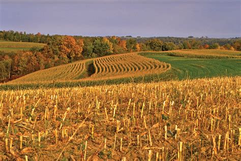 Harvest corn, Fall corn, Fields of gold