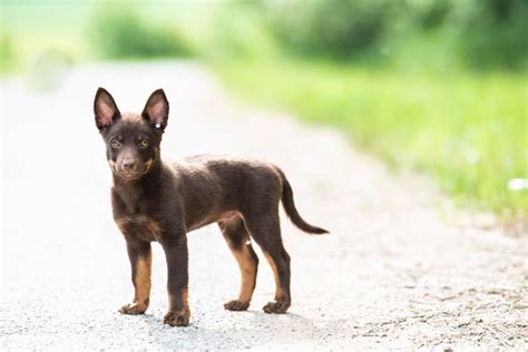 Are Australian Kelpie The Most Intelligent Dogs