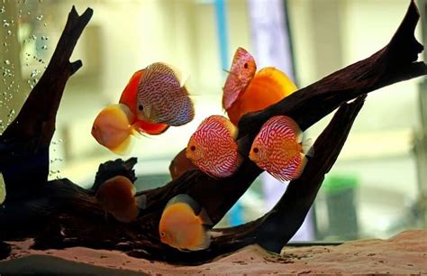 Discus Fish Care Guide And Breeding