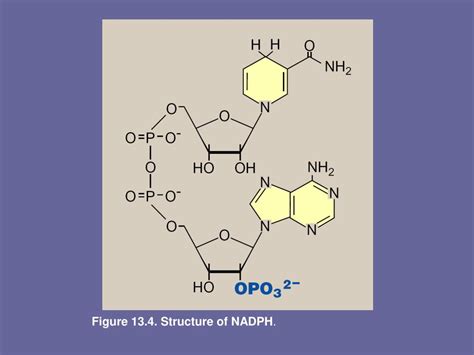 PPT - Pentose phosphate pathway and NADPH PowerPoint Presentation, free ...