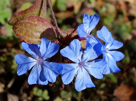 Ceratostigma 'plumbaginoides' - Riverside Garden Centre