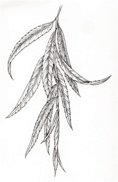 Weeping Willow Salix babylonica sprig of leaves botanical illustration ...