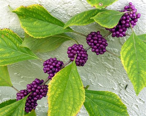 Beauty Berry Edible Perennial Plants, Perennials, Berry Plants ...