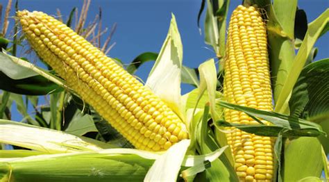 Nigerian university develops new maize varieties for farmers | Premium ...