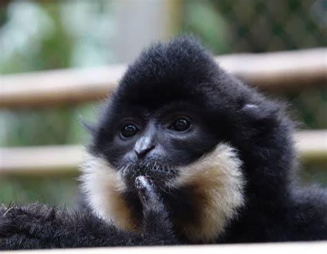 We had no idea this is what a gibbon song sounds like.