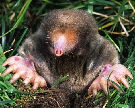 Eastern Mole - Facts, Diet, Habitat & Pictures on Animalia.bio