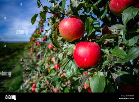 Honeycrisp apples in an orchard; Annapolis Valley, Nova Scotia, Canada ...