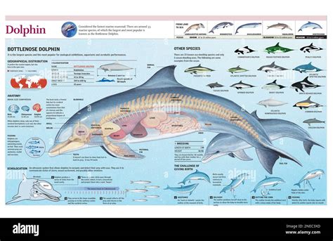 Infographics of the anatomy, habitat and bottlenose dolphin breeding ...