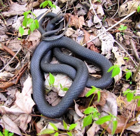 ratsnake - Meigs Point Nature Center