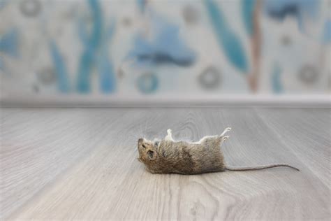 What Exactly Do Exterminators Do About Mice? - Pest Control Markham