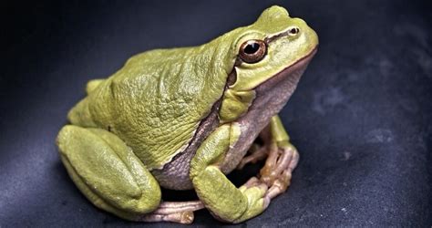 Frog Personality Type Explained. Characteristics of the Frog : Career ...