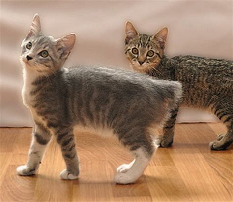 Manx vs American Bobtail - Breed Comparison | MyCatBreeds