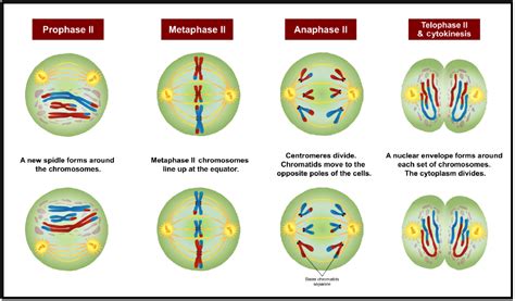 Meiosis II - Wize University Biology Textbook | Wizeprep