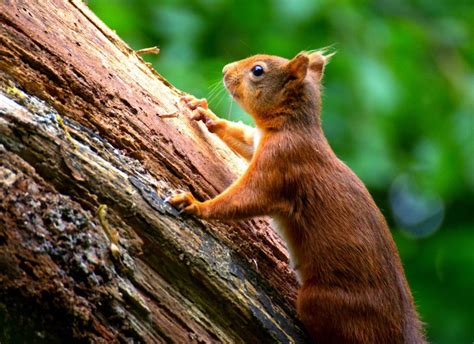 How Do Squirrels Climb Trees? - PetHelpful