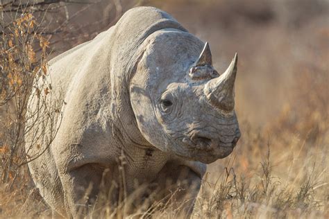 EARLESS BLACK RHINO, Wildlife Photography by Rob's Wildlife - RobsWildlife