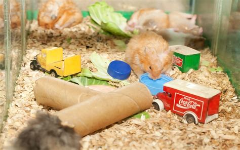 5 Ways to Build Hamster Toys out of Household Items - wikiHow | Hamster ...