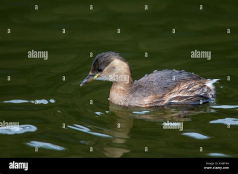 Little grebe winter uk hi-res stock photography and images - Alamy