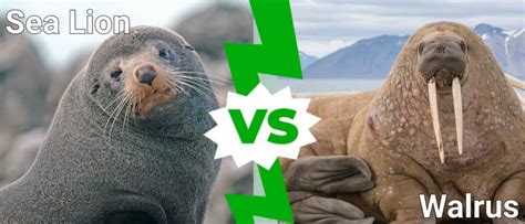 Sea Lion vs Walrus: What’s the Difference? - A-Z Animals