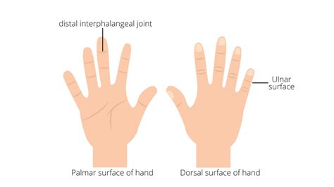 Anatomical Locations – Physical Examination Techniques: A Nurse’s Guide