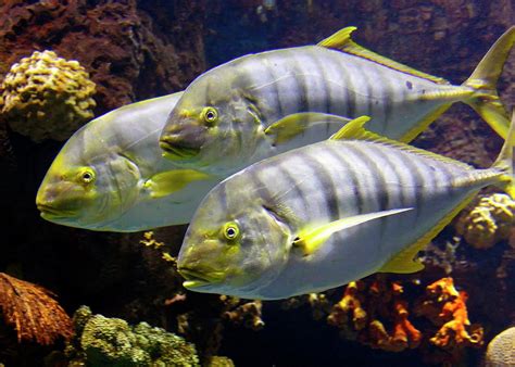 Golden Trevally Photograph by Daniel Caracappa - Fine Art America