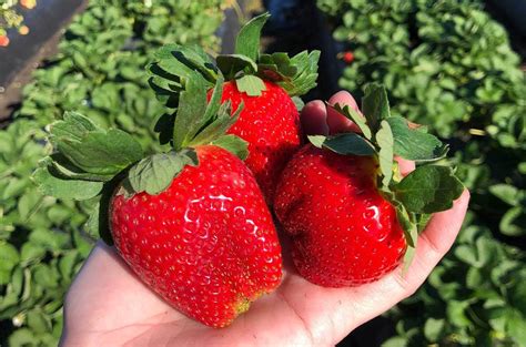 Why Florida Strawberries are the 'Berry Best'! - Authentic Florida