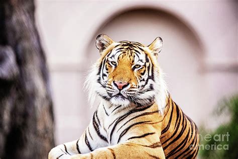 Mike VII Calm Before the Roar Photograph by Scott Pellegrin - Fine Art ...