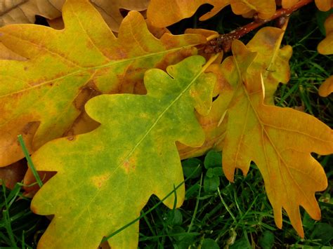 Why Do Some Oak Trees Lose Their Leaves in the Spring Instead of the Fall?