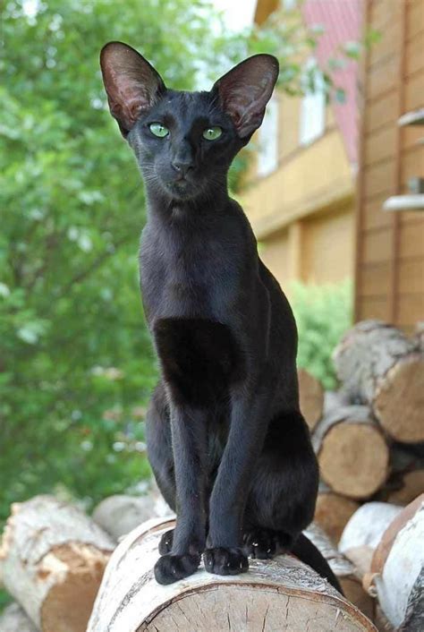 52 best Oriental Shorthair cats. images on Pinterest | Oriental ...