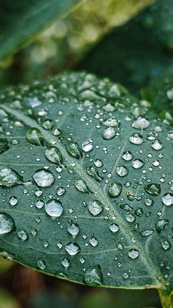 Leaf, rain, drops, nature, water HD wallpaper | Pxfuel