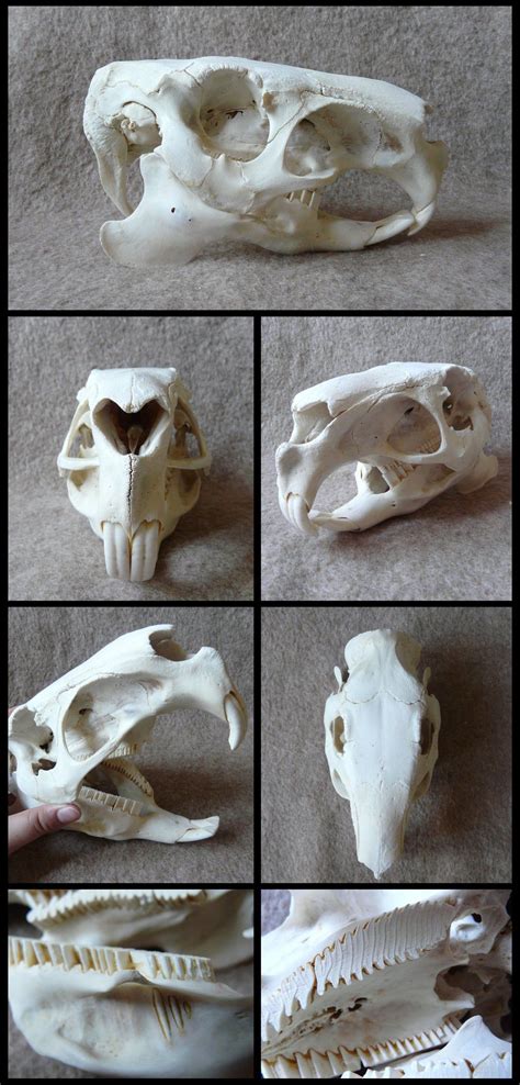 Capybara Skull | Animal skulls, Skull reference, Skull