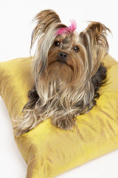 How to Groom a Shorkie - Pets