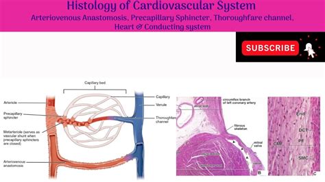 Arteriovenous Anastomosis, Precapillary Sphincter, Thoroughfare channel ...