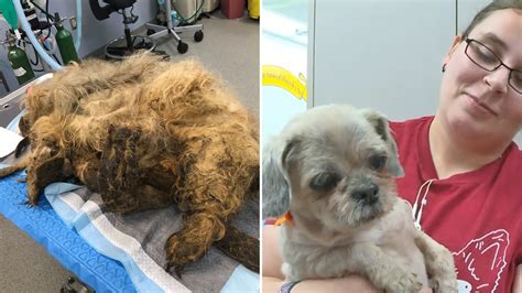 Neglected Dog With Severely Matted Hair Gets Lifesaving Grooming to ...