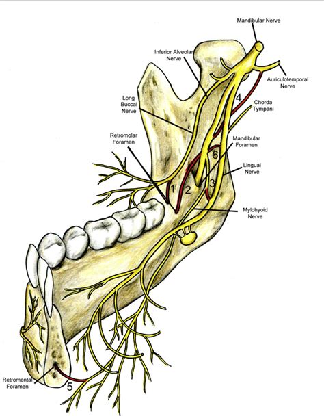 Meningeal Branch Of Mandibular Nerve