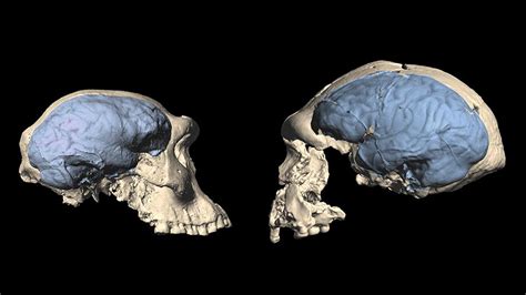 Our ancestors first developed humanlike brains 1.7 million years ago ...