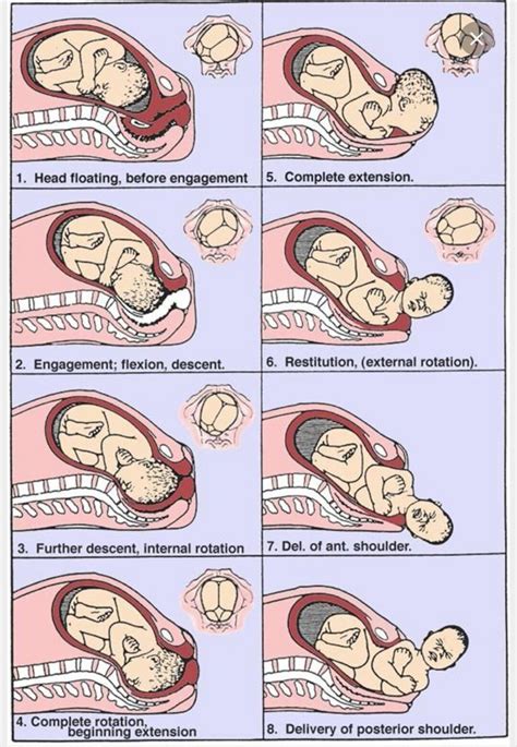 Birth process | Teaching Moms | Newborn nursing, Labor nurse, Ob nursing