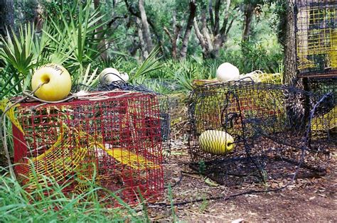 Crab Traps Free Photo Download | FreeImages