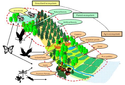 Modeling and Measuring Ecosystem Biodiversity Answer Key