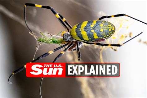 Is the Joro spider venomous? | The US Sun