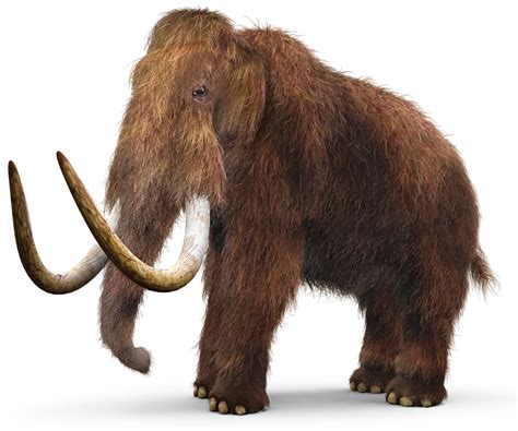 Woolly Mammoth Facts | When Did Mammoths Live | DK Find Out